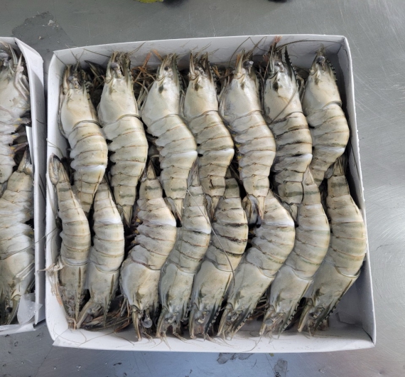 TÔM SÚ NGUYÊN CON ĐÔNG LẠNH